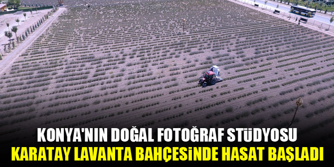 Konya'nın doğal fotoğraf stüdyosu Karatay Lavanta Bahçesinde hasat başladı