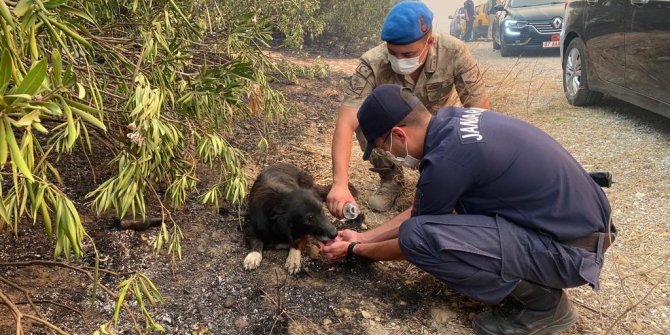 Alevlerin arasından kurtardıkları köpeğe, elleriyle su içirdiler