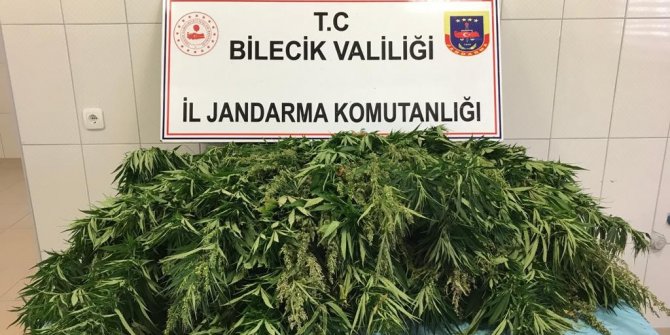 336 kök Hint keneviri ele geçirildi