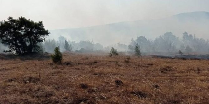 Balıkesir ve Denizli'de orman yangını