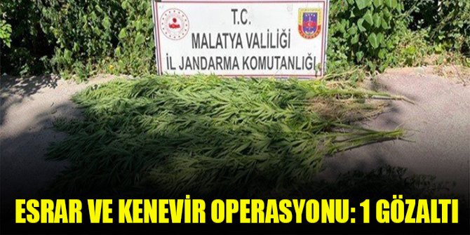 Esrar ve kenevir operasyonu: 1 gözaltı