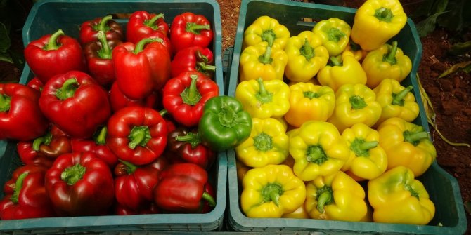 Paprika biberi kilosu 13 liradan hasat edildi