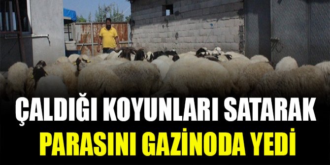 Çaldığı koyunları satarak parasını gazinoda yedi
