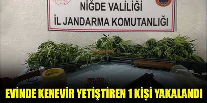 Evinde kenevir yetiştiren 1 kişi yakalandı