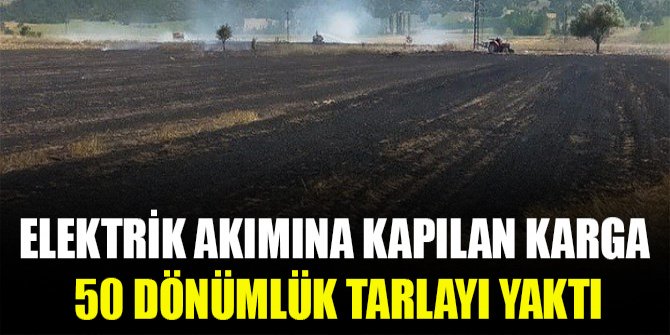 Elektrik akımına kapılan karga 50 dönümlük tarlayı yaktı
