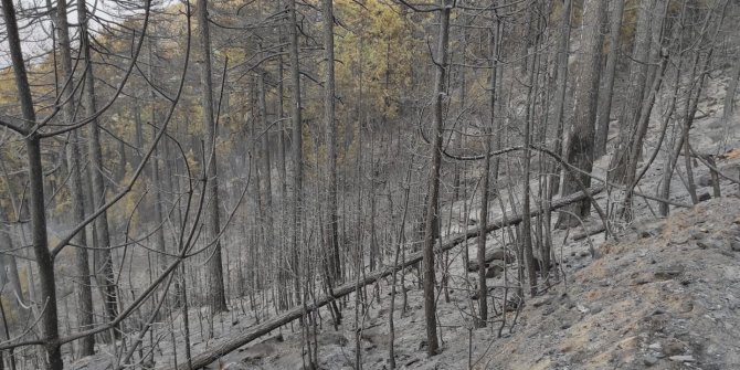Karacasu'daki yangında 3'üncü gün; bir mahallede kısmi tahliye
