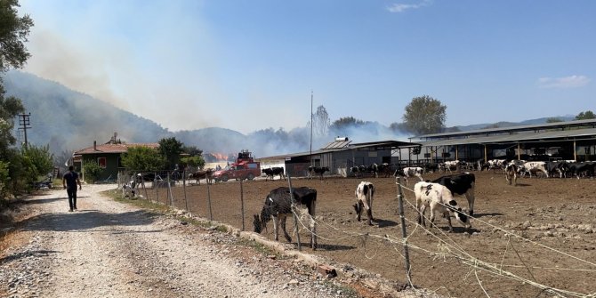 Hayvan çiftliğine sıçrayan yangın söndürülmeye çalışılıyor