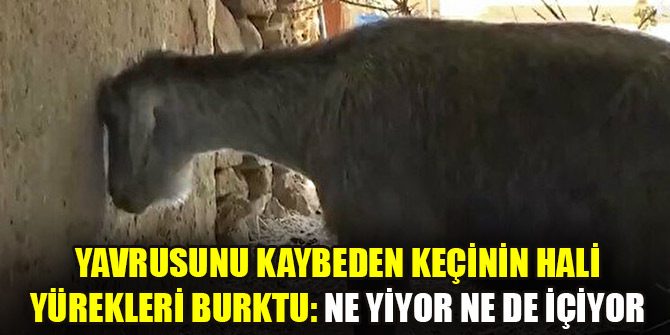 Yavrusunu kaybeden keçinin hali yürekleri burktu: Ne yiyor ne de içiyor