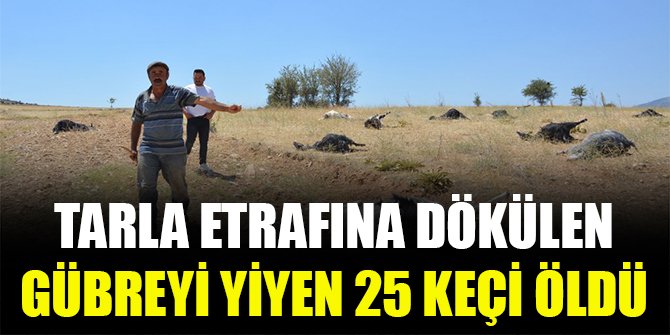 Tarla etrafına dökülen gübreyi yiyen 25 keçi öldü