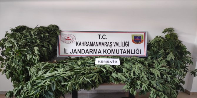 122 kök kenevir bitkisi ele geçirildi