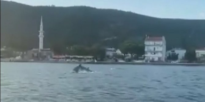 Müsilajdan temizlenen Gemlik körfezini yunuslar bastı