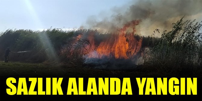 Sazlık alanda yangın