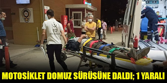 Motosiklet domuz sürüsüne daldı; 1 yaralı