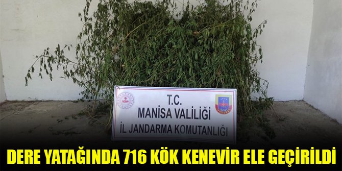 Dere yatağında 716 kök kenevir ele geçirildi