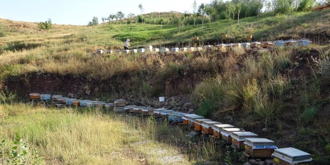 Devletin desteğiyle aracılık yapmaya başladı, 500 kilo bal elde etmeyi başardı