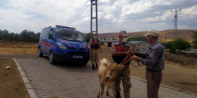 Ahırdan kaçan 2 buzağı 3 gün sonra bulundu