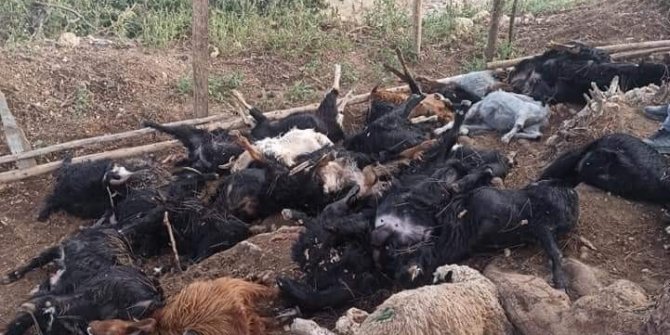 Yıldırım çarpması sonucu 30 hayvan telef oldu