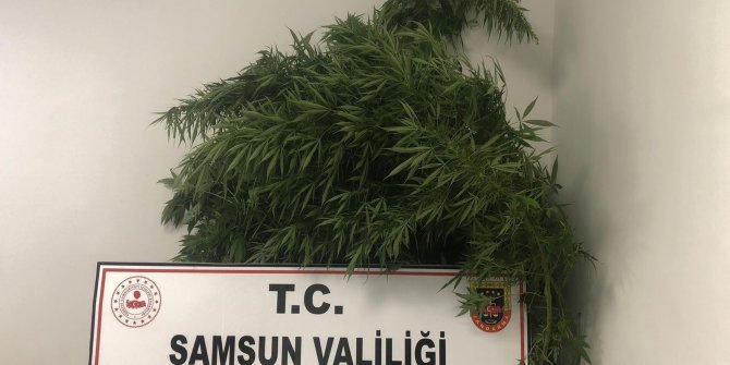 Baba-oğula Hint keneviri gözaltısı