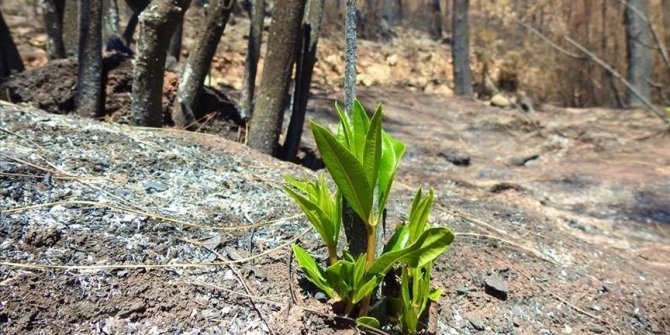 Nature begins to revive after fires in Turkey’s Marmaris