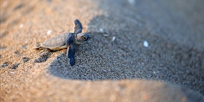 Turska: Mladunčad ugrožene zelene morske kornjače ispunila plažu u Adani