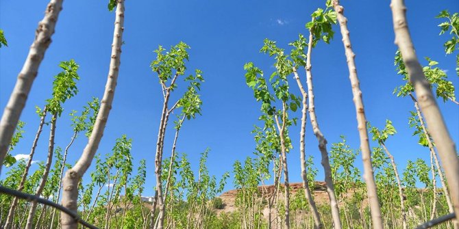 Tunceli'de yetiştirilen fidanlar yanan orman arazilerine yeniden hayat oluyor