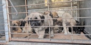 Yavru köpekler feci şekilde can vermişti: Kulu Belediyesinden soruşturma