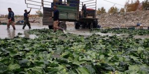 Osmaniye'de ıspanaktan 25 bin ton rekolte bekleniyor