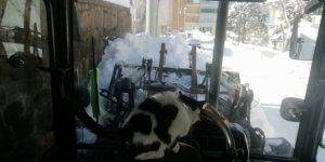 Kar temizlerken bulduğu kediye gözü gibi bakıyor