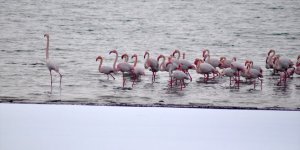 İvriz Barajı bu yıl da flamingoları misafir etti