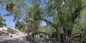 Tarihin canlı tanığı 2 bin yıllık "Musa Ağacı" özenle korunuyor