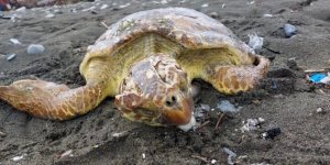 Yaralı bulunan deniz kaplumbağası tedaviye alındı