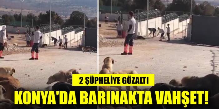 Konya'da barınakta vahşet! 2 şüpheliye gözaltı