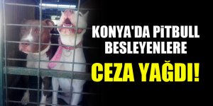 Konya'da pitbull besleyenlere ceza yağdı!