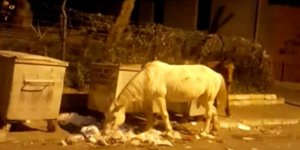Büyükada’da atların çöpte yemek ararken çekilen görüntüleri içleri sızlattı