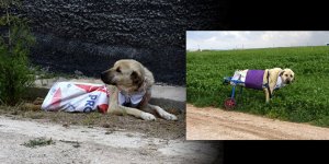 Araç çarpması sonucu felç olan sokak köpeğini yürüteçle hayata bağladı