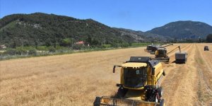 10 bin dekar arazide Türkiye'nin ilk buğday hasadına başlandı