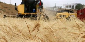 Güneydoğu'da tahıl hasadı verimli başladı