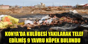 Konya'da kulübesi yakılarak telef edilmiş 9 yavru köpek bulundu