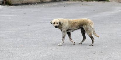 Sahipsiz hayvanlarla ilgili düzenlemeler içeren kanunla ilgili son dakika kararı
