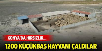 Konya'da hırsızlık... 1200 küçükbaş hayvanı çaldılar