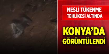 Konya’da nesli tükenme tehlikesi altında olan hayvan görüntülendi