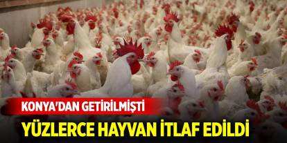 Konya'dan giden kanatlılarda kuş gribi tespit edildi! Yüzlerce hayvan itlaf edildi