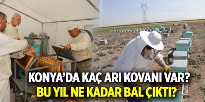 Konya’da kaç arı kovanı var ?  Bu yıl ne kadar bal çıktı?