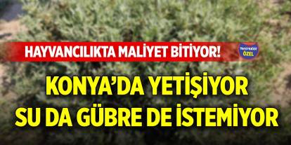 Hayvancılıkta maliyet bitiyor! Konya'da yetişiyor, su da gübre de istemiyor