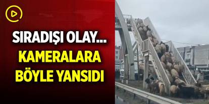 Sıradışı olay... Cep telefonu kamerasıyla görüntülendiler