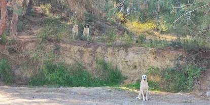 Başıboş köpeklerin dolaşmasına vatandaşlar tepki gösterdi