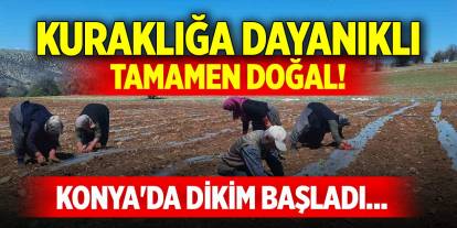 Konya'da dikim başladı... Kuraklığa dayanıklı, tamamen doğal