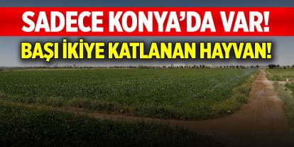 Sadece Konya’da var! Bu hayvanın başı ikiye katlanıyor
