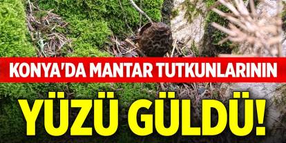 Konya'da mantar tutkunlarının yüzü güldü!