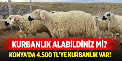 Konya’da 4.500 TL’ye kurbanlık var!